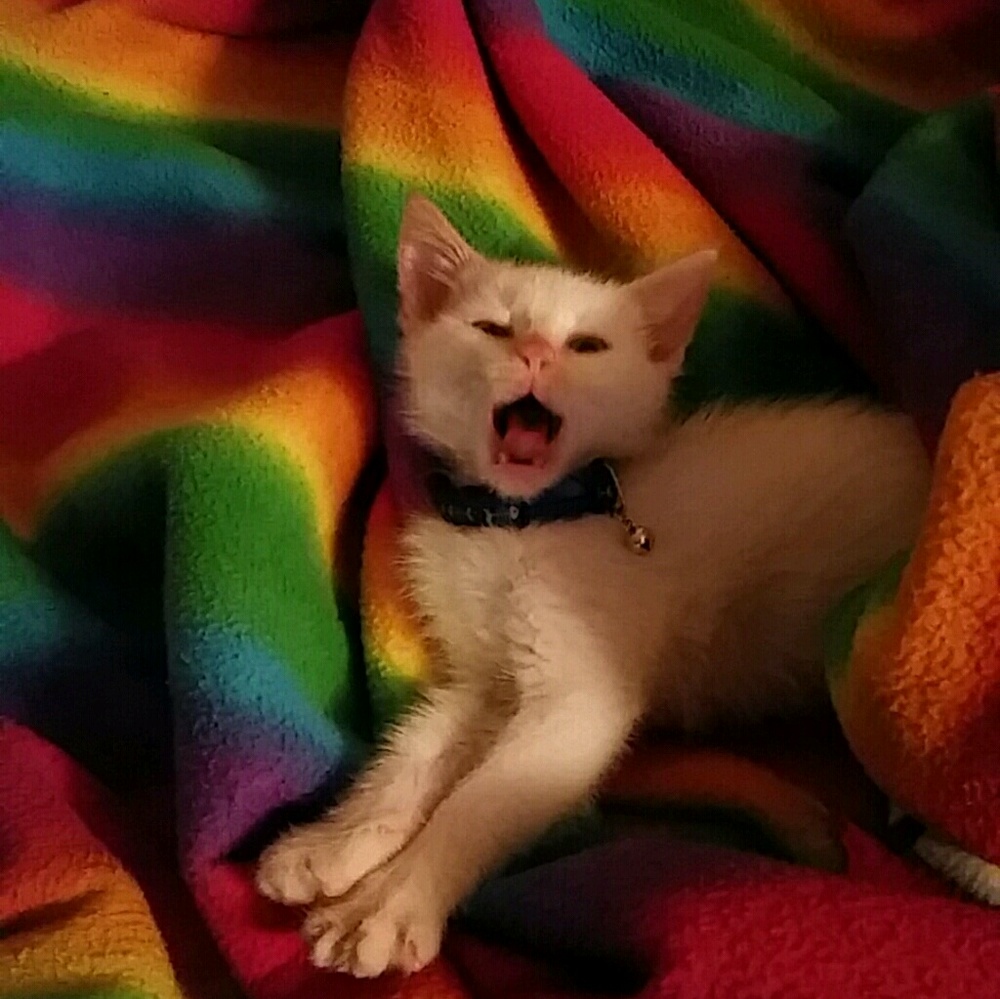 Meet your Posher, Kayla